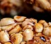 peanut-chikki
